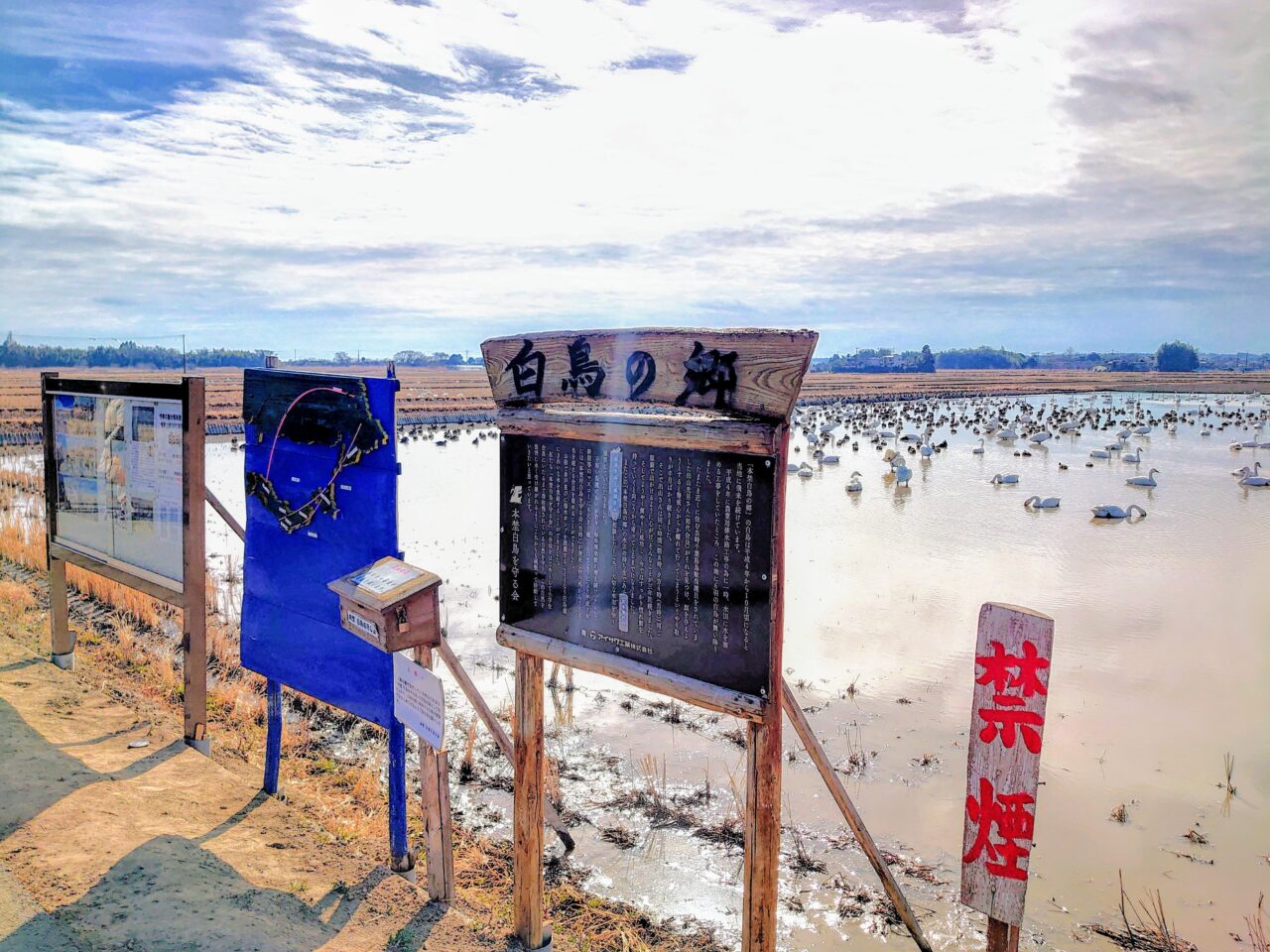 白鳥の郷2025年1月_白鳥の郷２