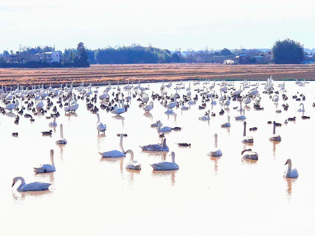 白鳥の郷2025年1月_白鳥の郷３