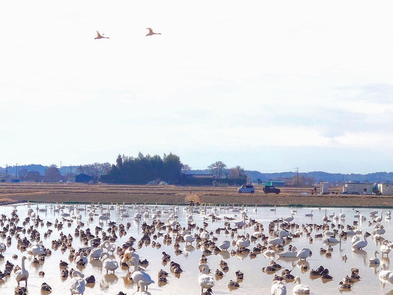 白鳥の郷2025年1月_白鳥の郷４