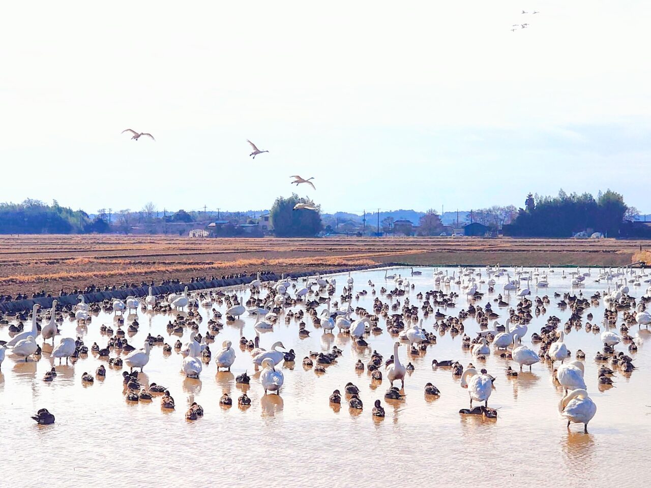 白鳥の郷2025年1月_白鳥の郷５