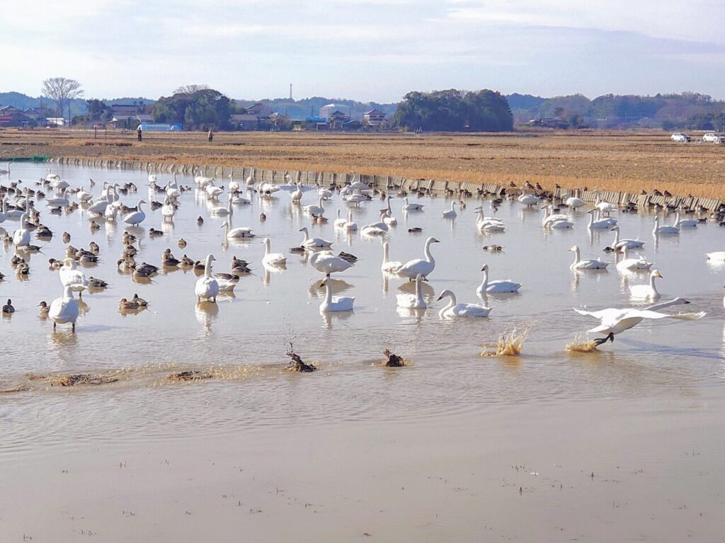 白鳥の郷2025年1月_白鳥の郷６