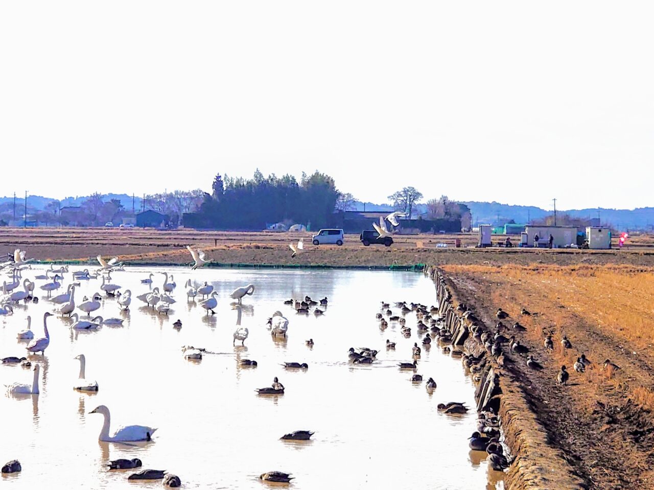 白鳥の郷2025年1月_白鳥の郷７