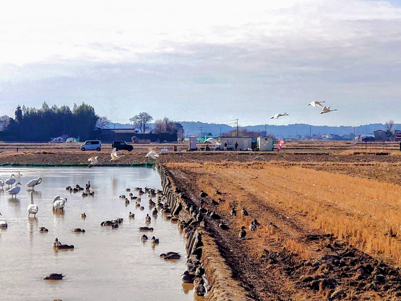 白鳥の郷2025年1月_白鳥の郷８