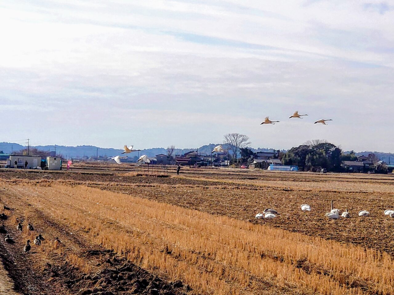 白鳥の郷2025年1月_白鳥の郷９