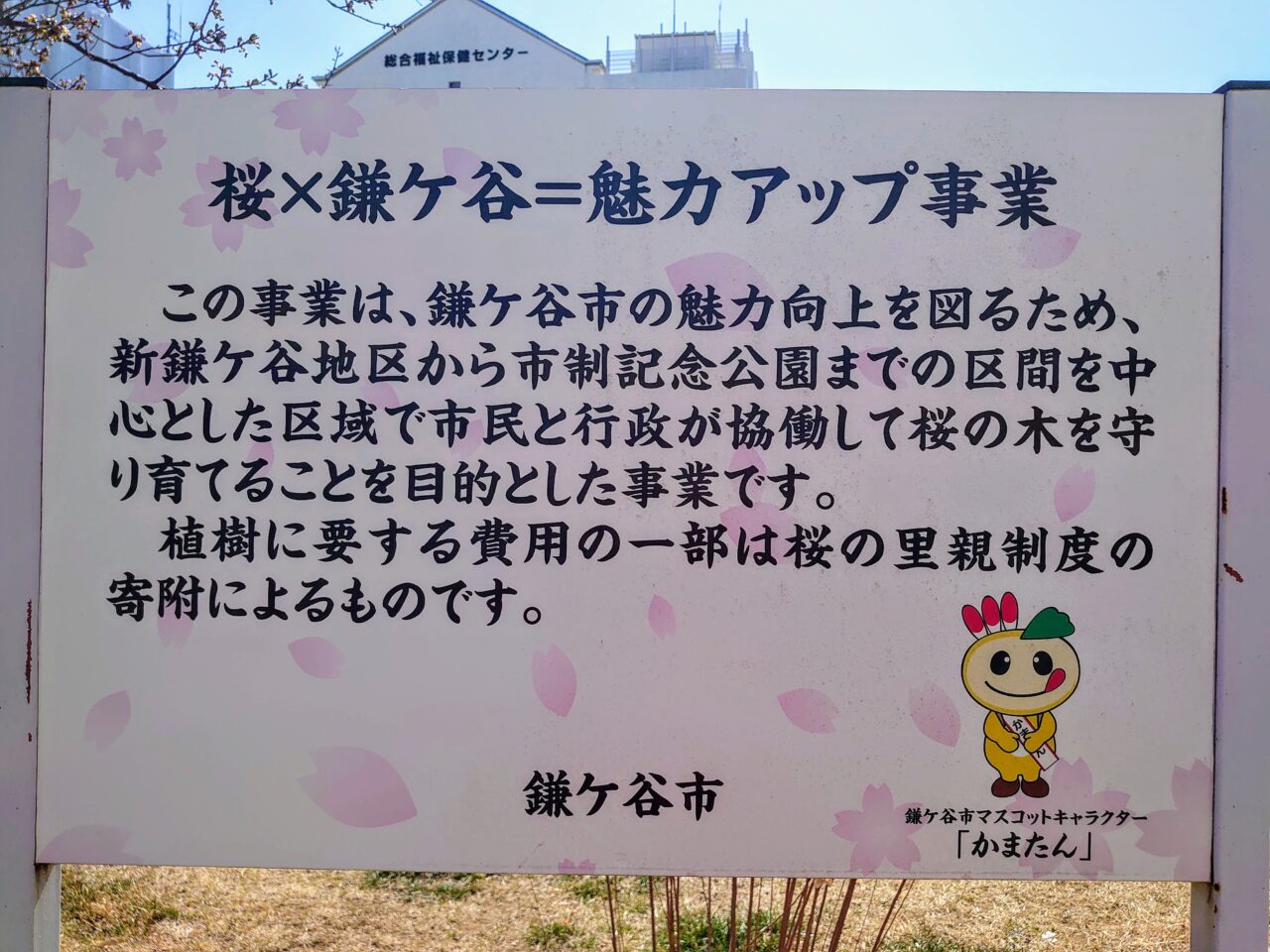 鎌ケ谷河津桜2025_看板