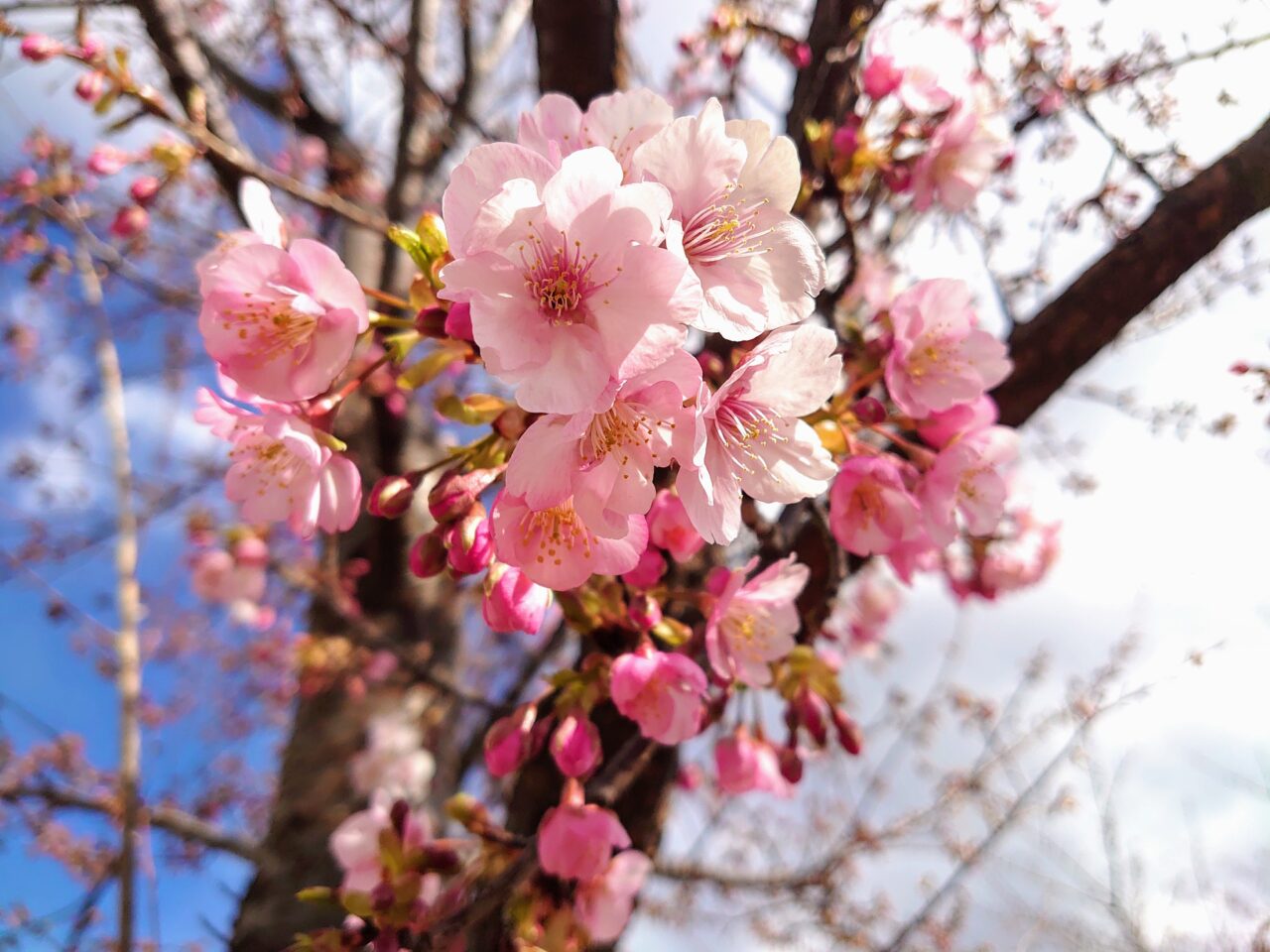 鎌ケ谷河津桜2025_桜アップ