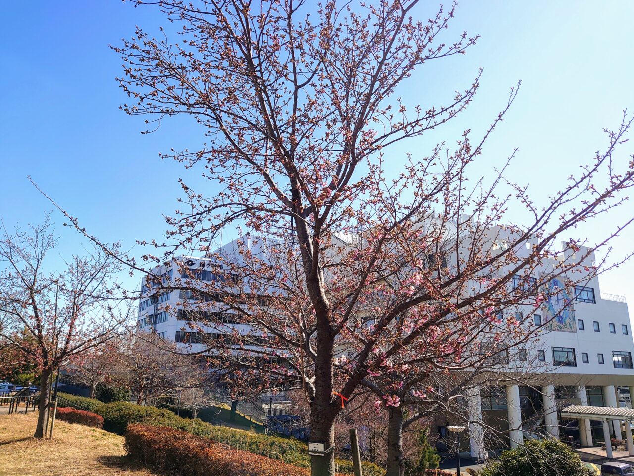 鎌ケ谷河津桜2025_市役所の桜１