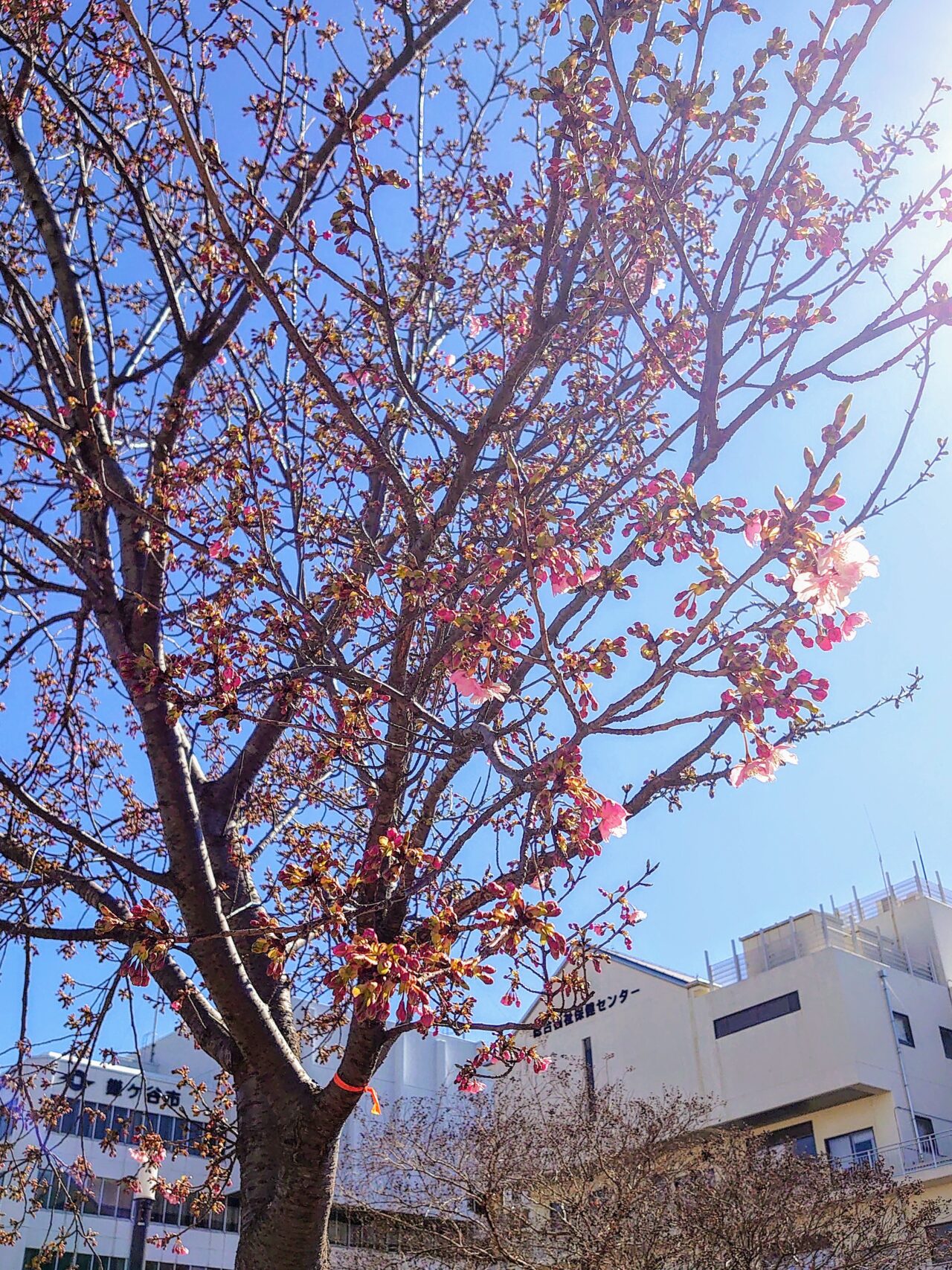 鎌ケ谷河津桜2025_市役所の桜２