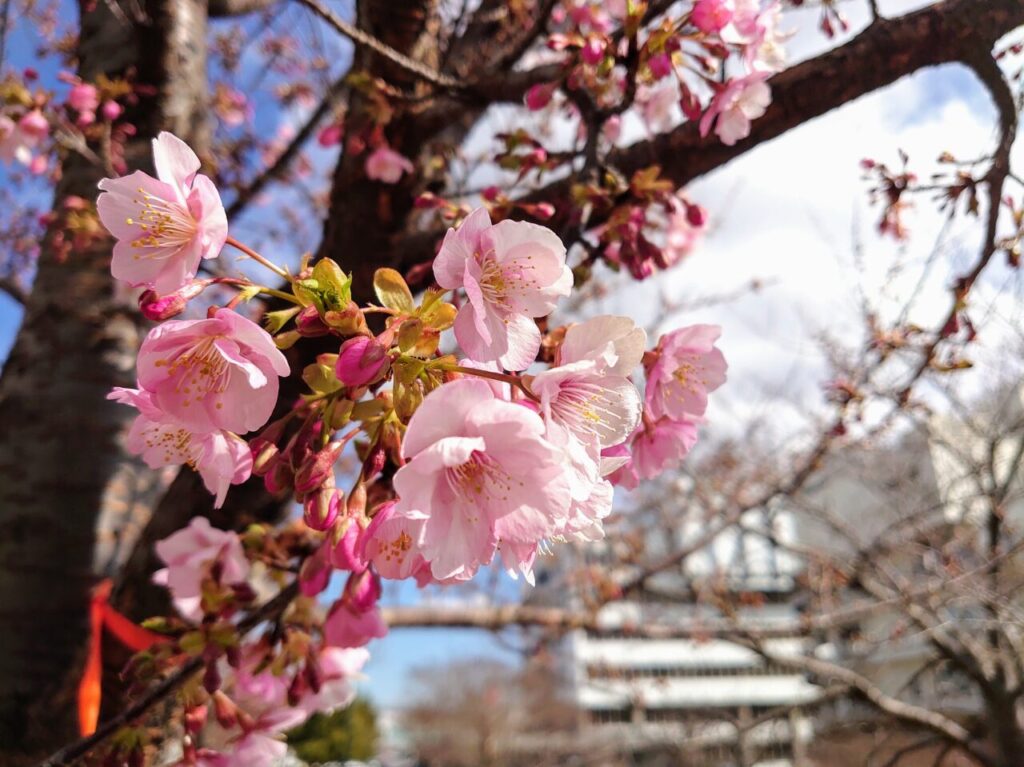 鎌ケ谷河津桜2025_市役所の桜３