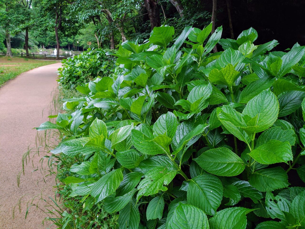 貝柄山公園あじさい2025_公園内１