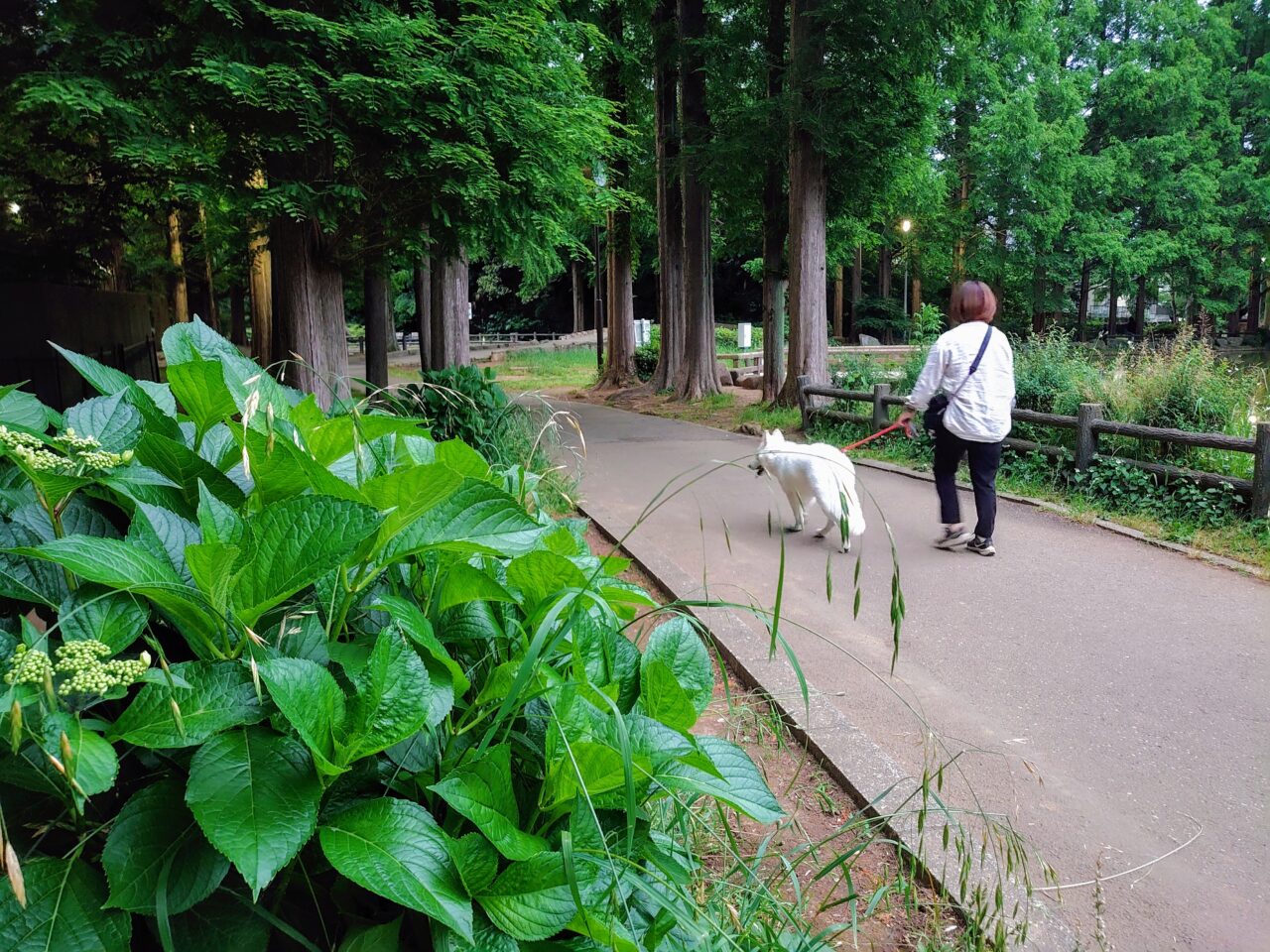 貝柄山公園あじさい2025_公園内２