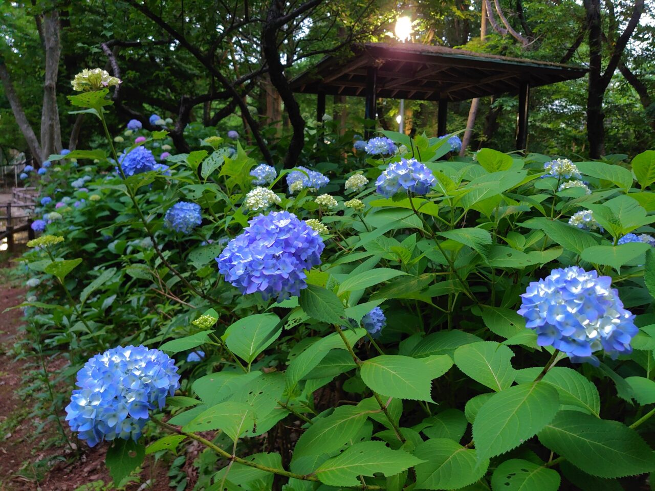 貝柄山公園あじさい2025_全体２