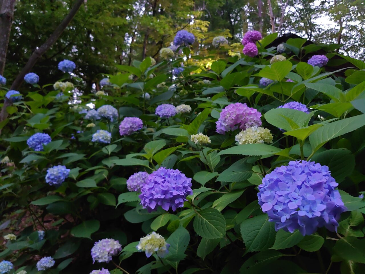 貝柄山公園あじさい2025_全体３