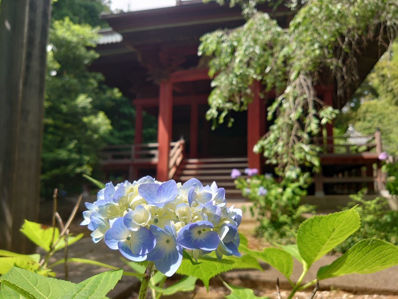 松虫寺あじさい2025_あじさい１