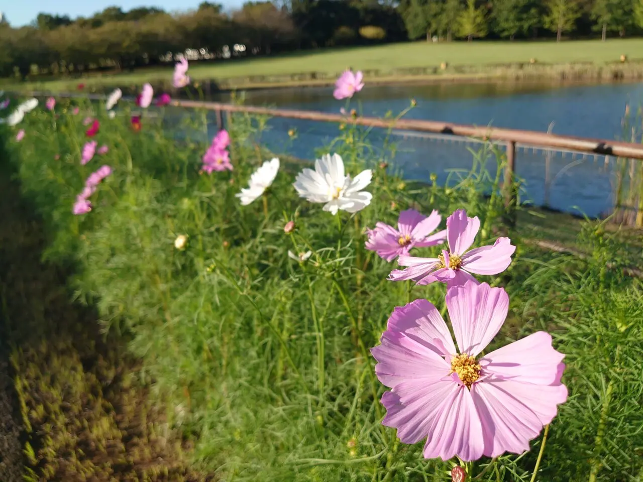コスモス2025_花の丘公園コスモス１
