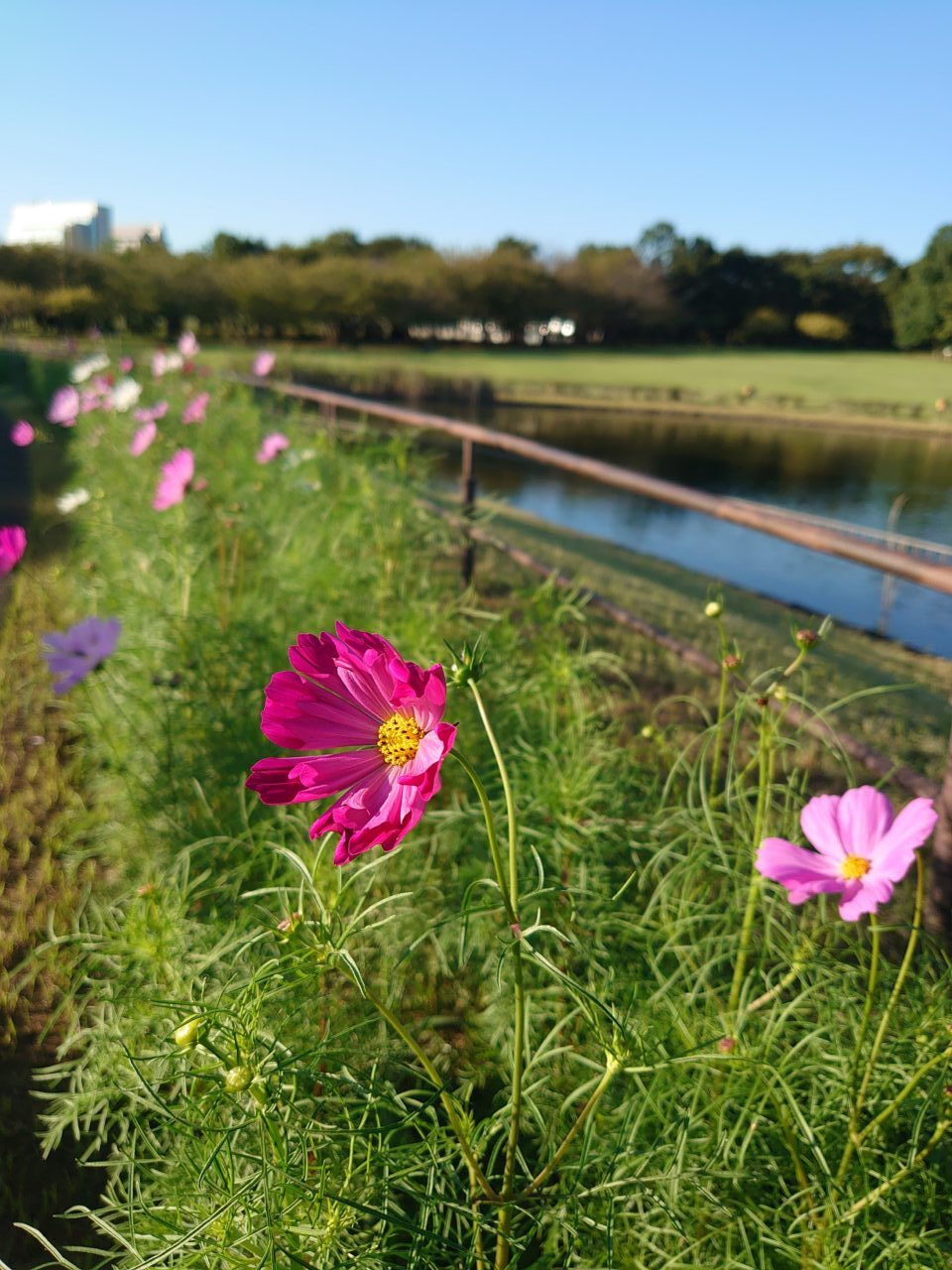 コスモス2025_花の丘公園コスモス２