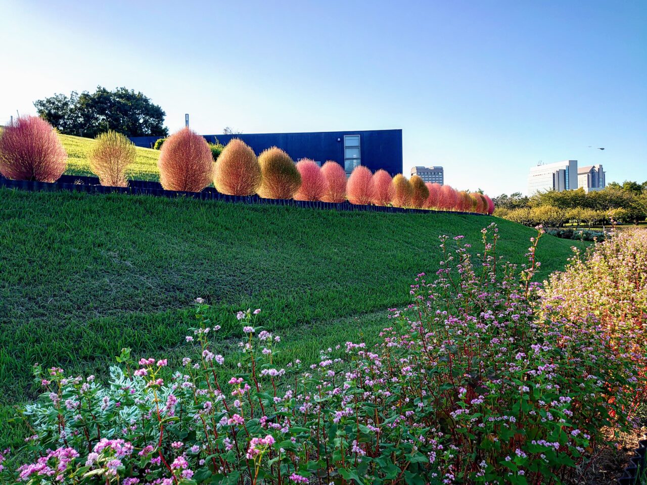 コスモス2025_花の丘公園コキア１