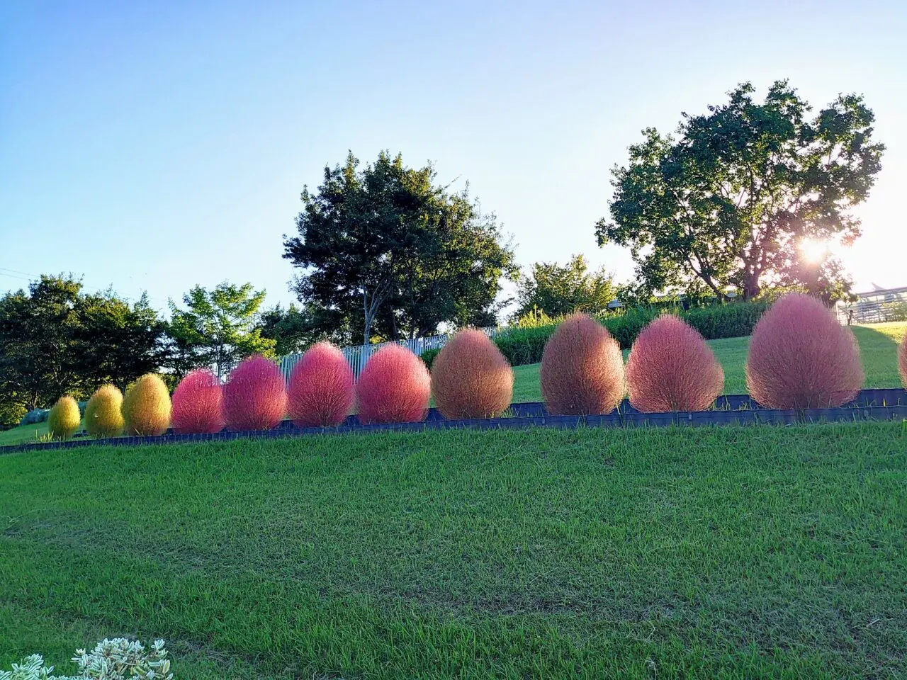 コスモス2025_花の丘公園コキア２