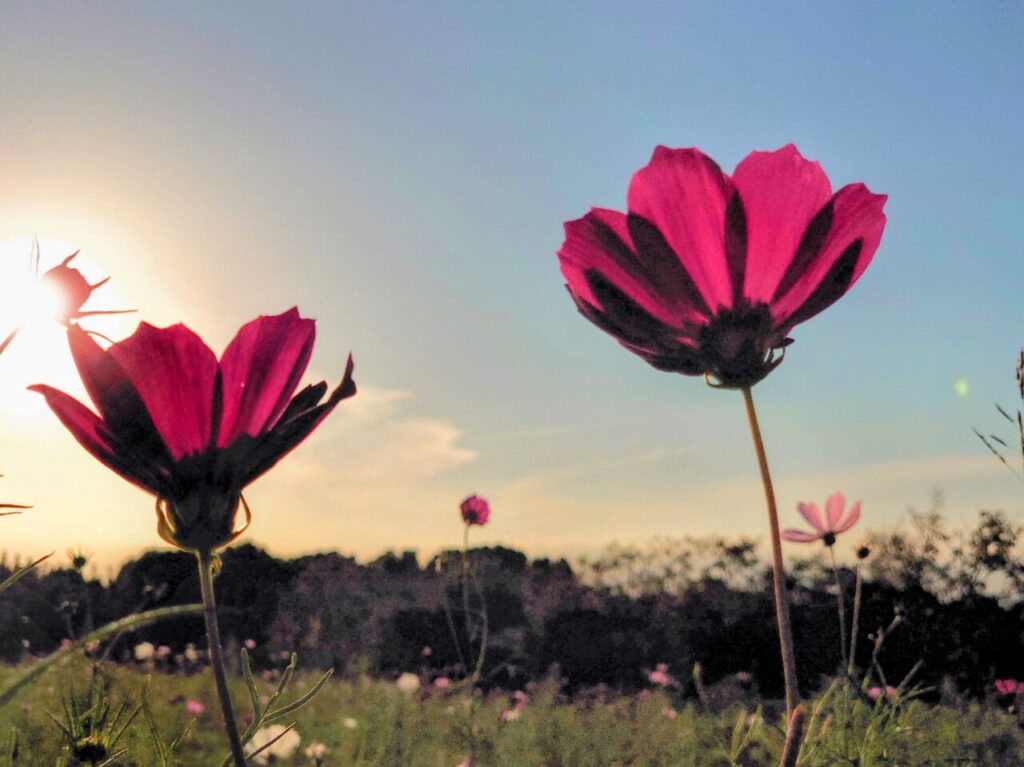 コスモス2025_牧の原公園コスモス５
