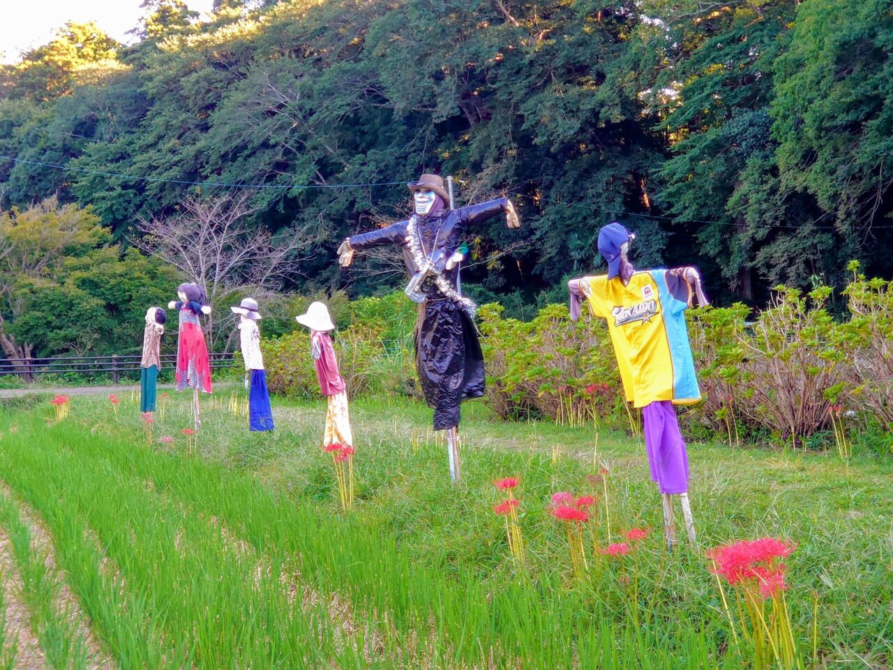 結縁寺彼岸花2025_かかし１
