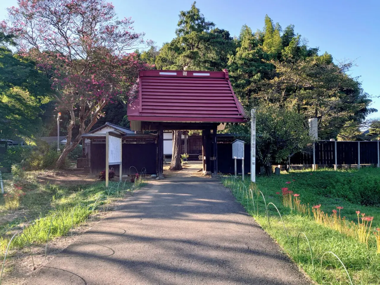 結縁寺彼岸花2025_参道１