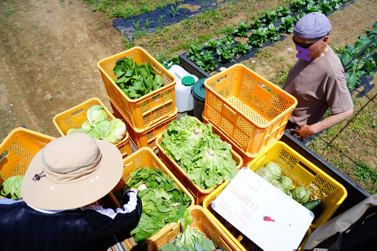 田舎ごっこファーム2025年_葉物野菜