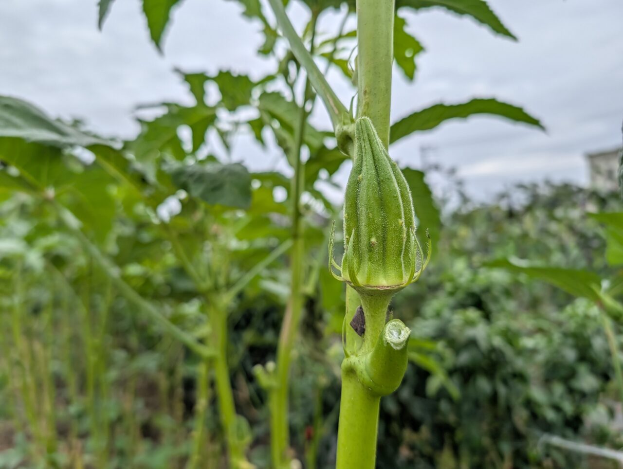 田舎ごっこファーム2025年_畑１