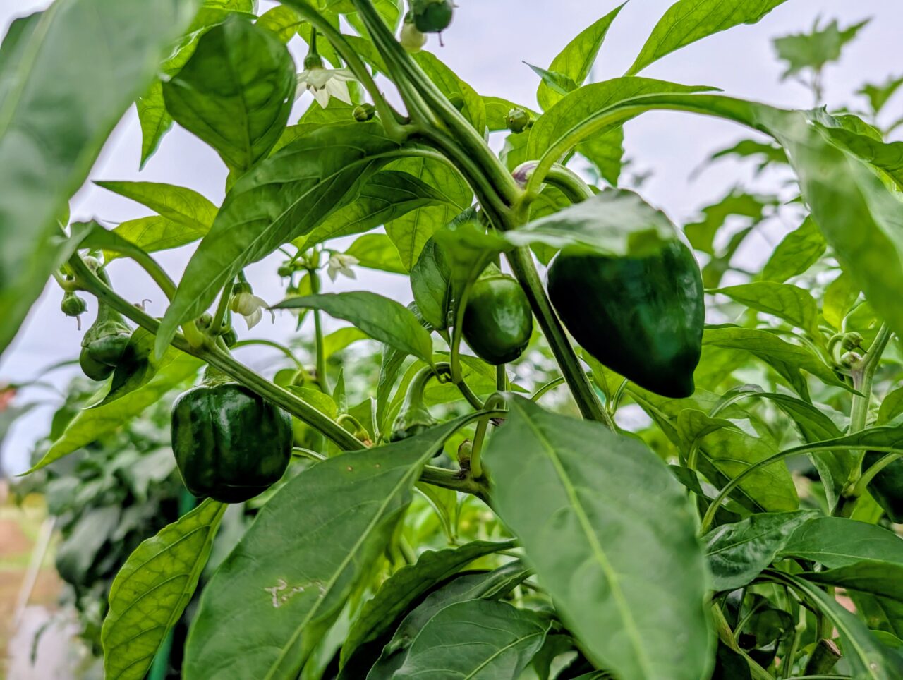 田舎ごっこファーム2025年_畑２