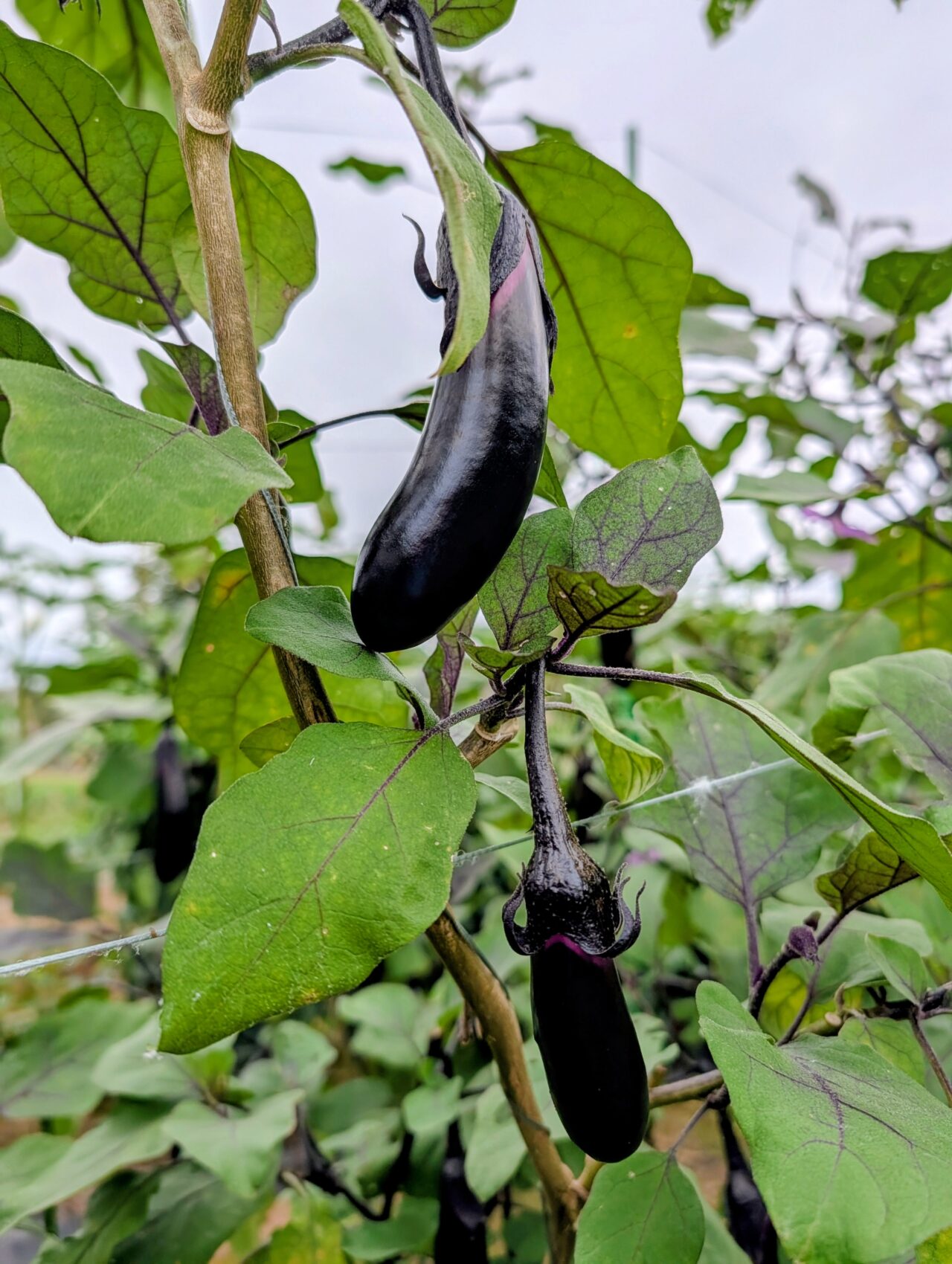 田舎ごっこファーム2025年_畑３