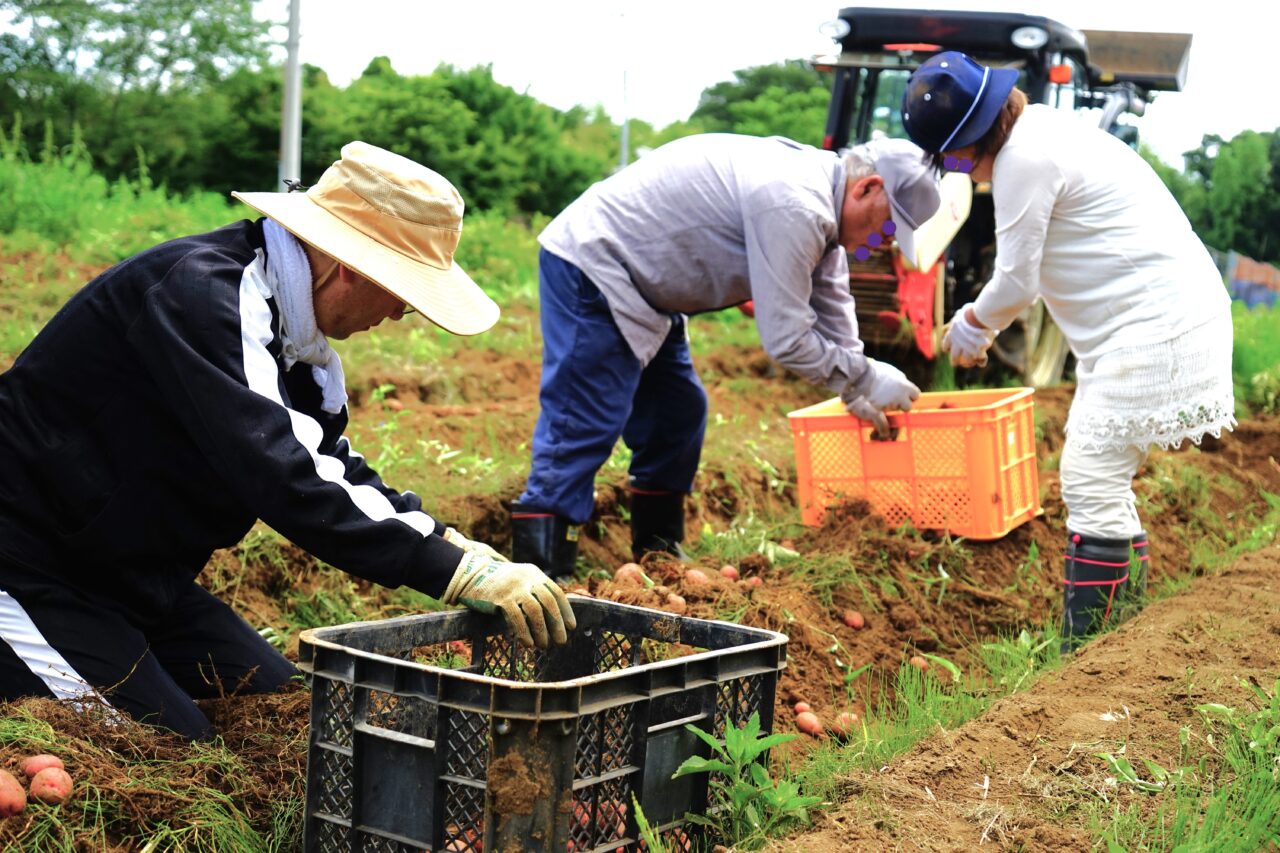 田舎ごっこファーム2025年_じゃがいも１