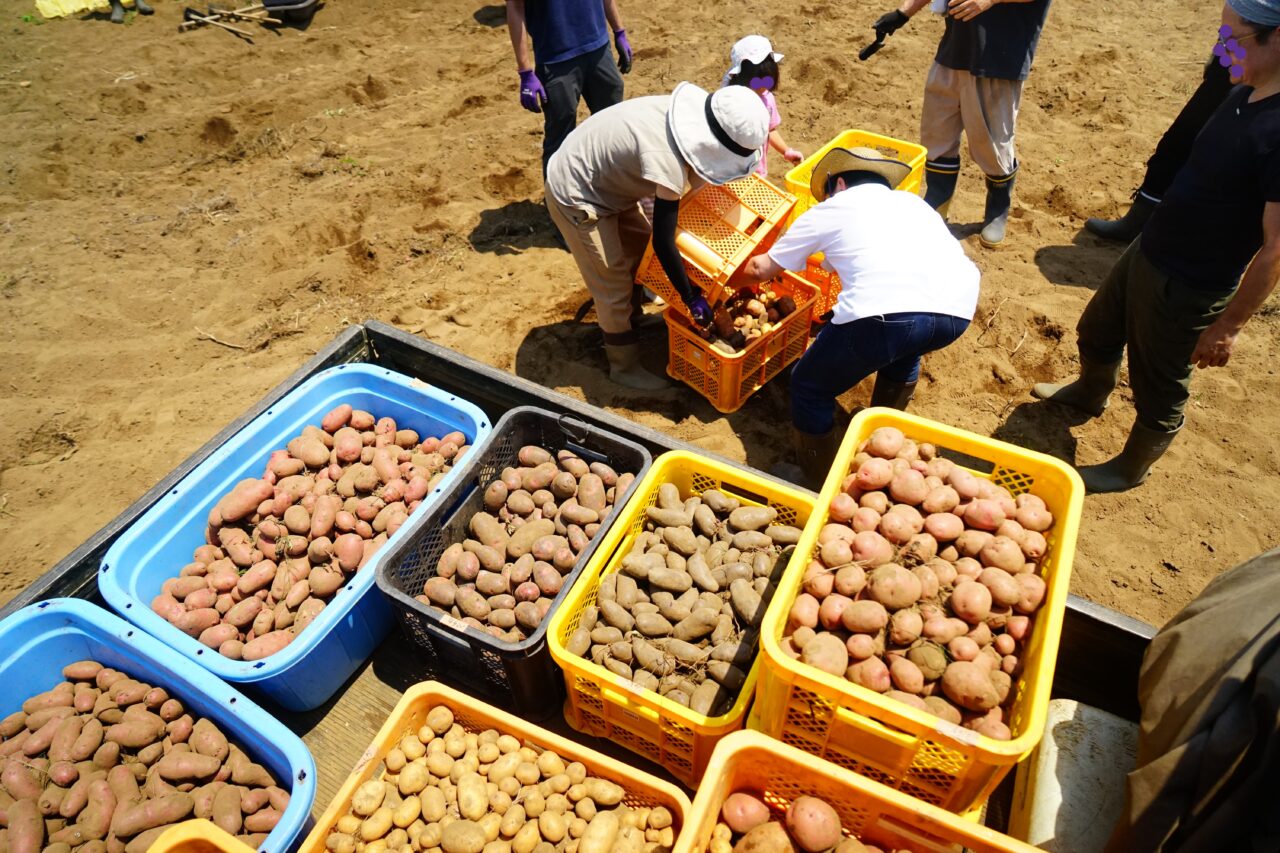 田舎ごっこファーム2025年_じゃがいも２