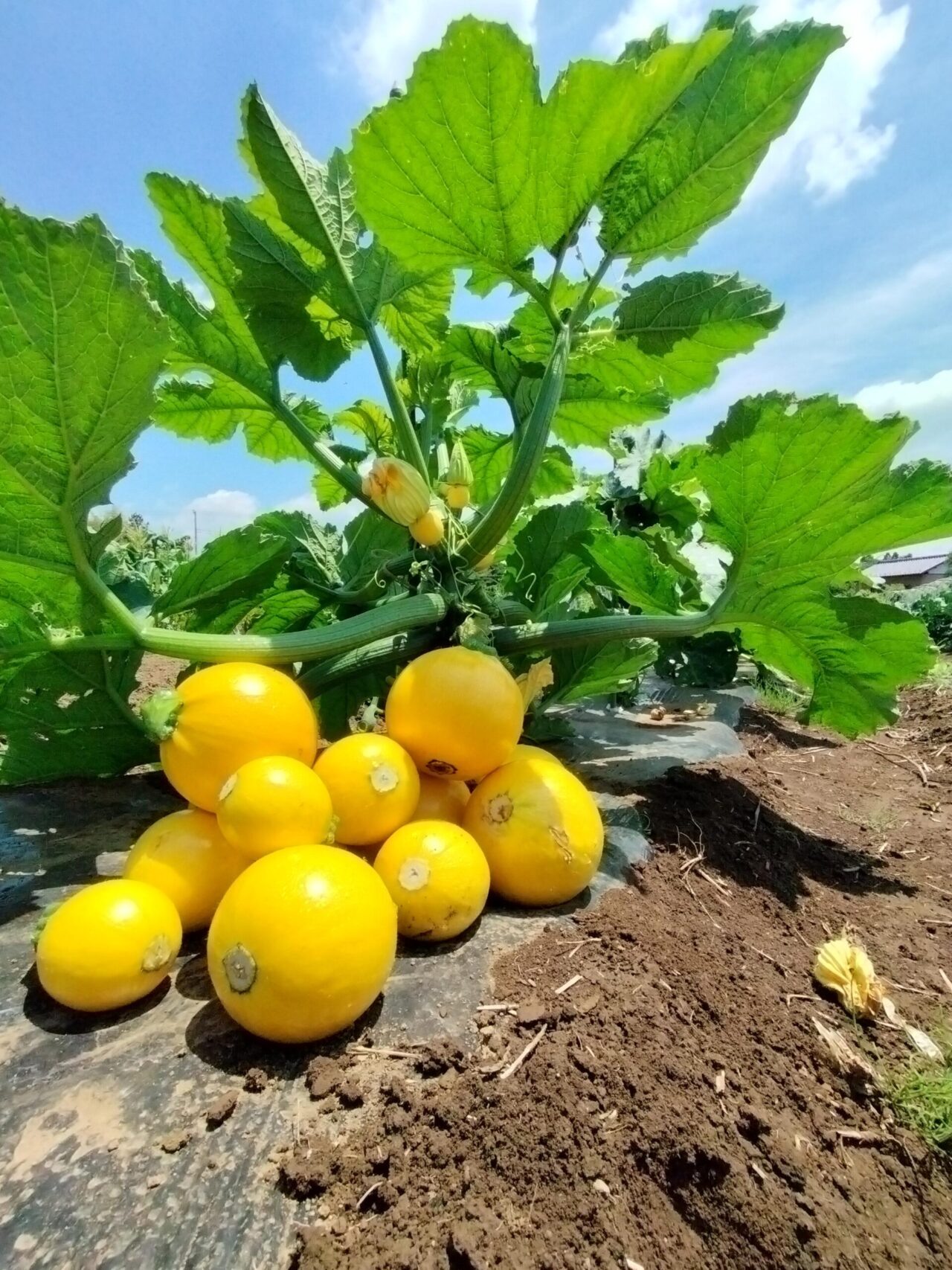 田舎ごっこファーム2025年_丸ズッキーニ