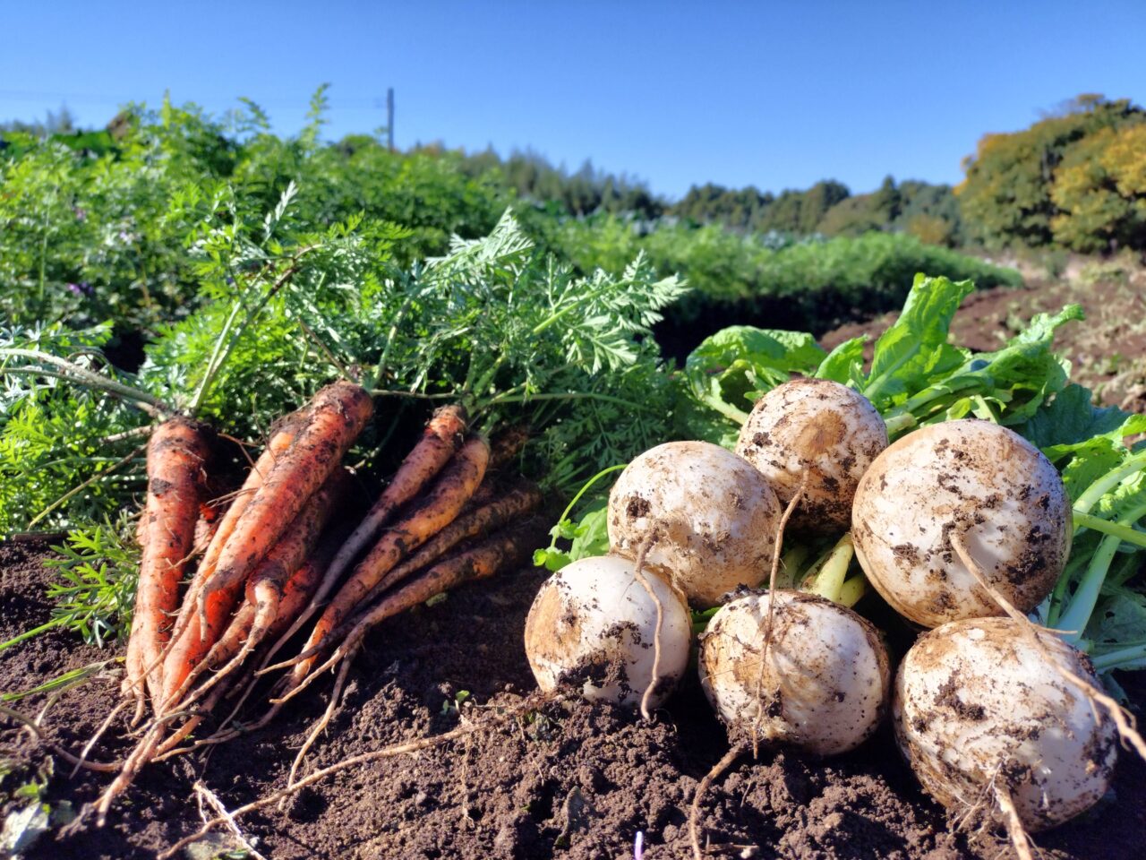 田舎ごっこファーム2025年_にんじんとかぶ