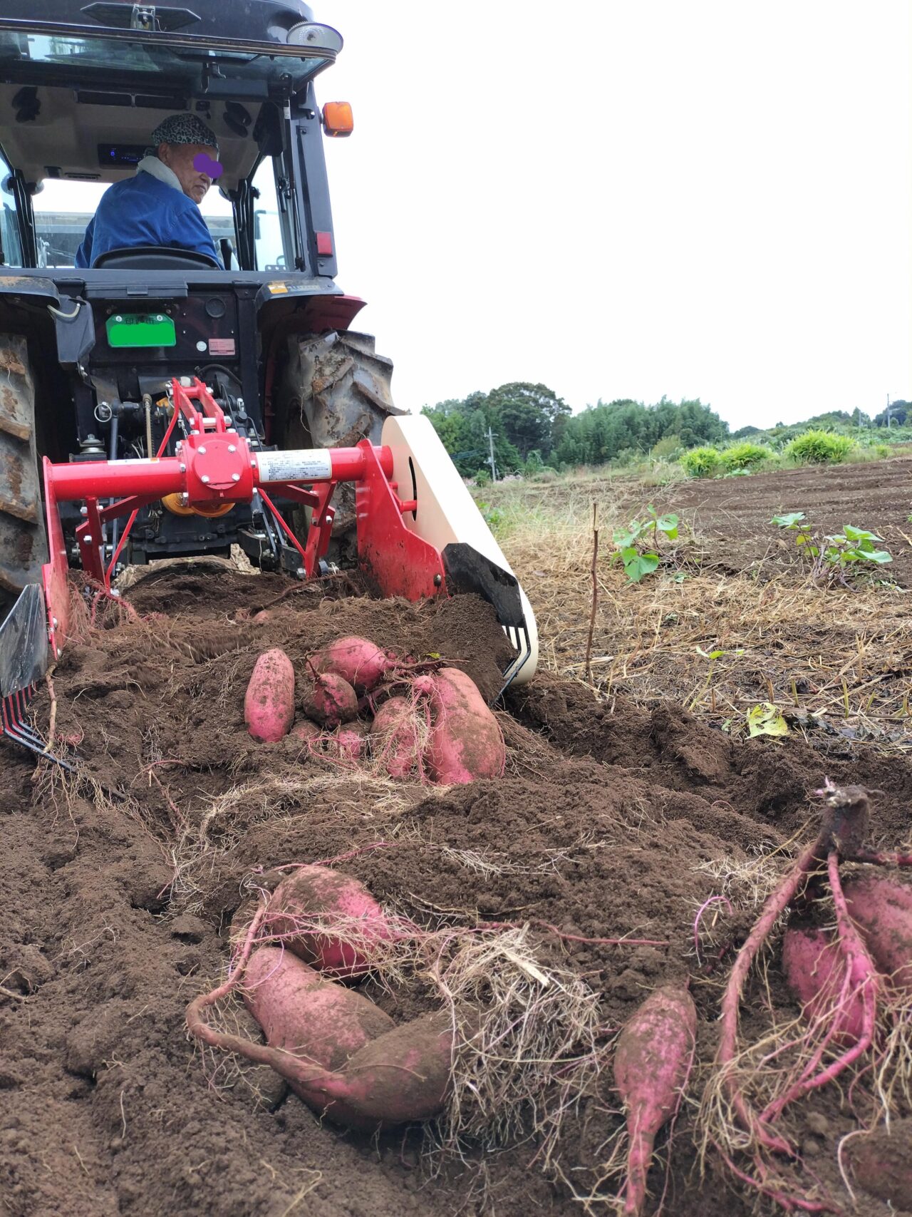 田舎ごっこファーム2025年_さつまいも