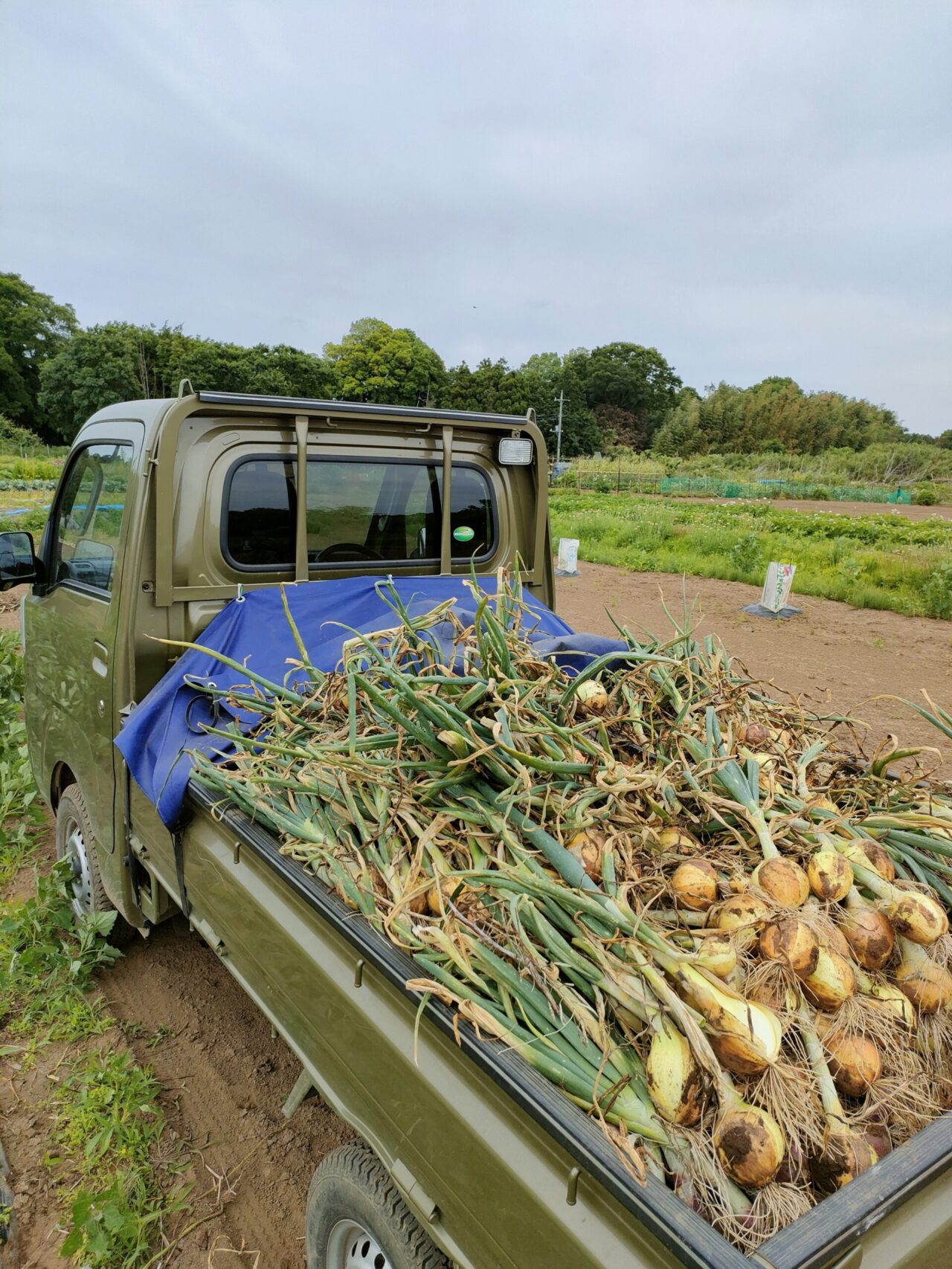 田舎ごっこファーム2025年_たまねぎ