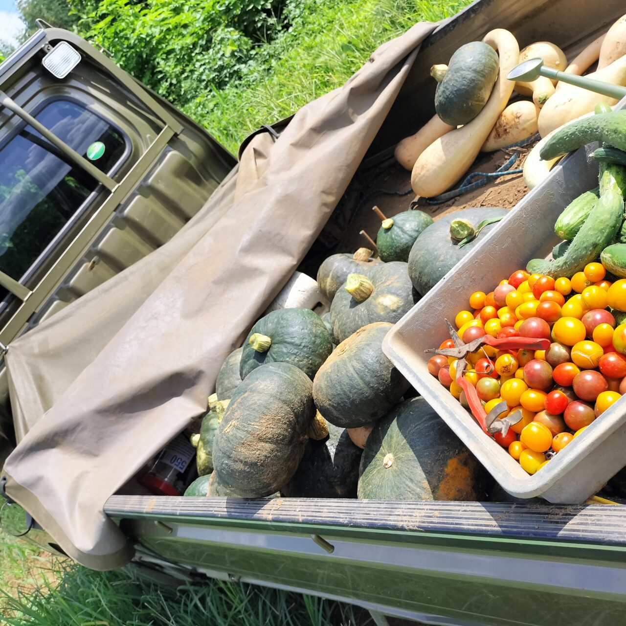 田舎ごっこファーム2025年_野菜