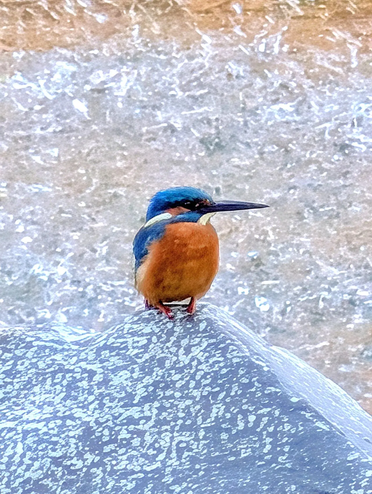貝柄山公園紅葉2025_カワセミ1