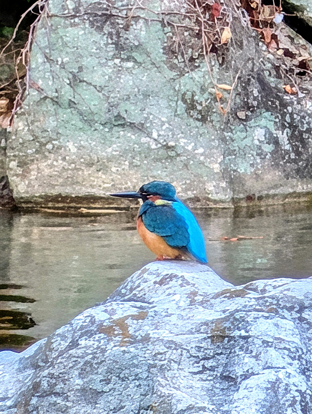 貝柄山公園紅葉2025_カワセミ2