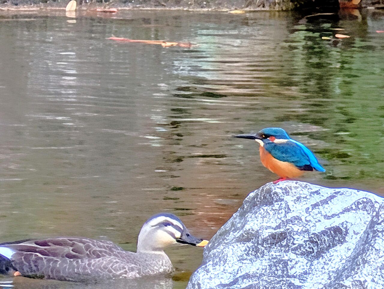 貝柄山公園紅葉2025_カワセミ3
