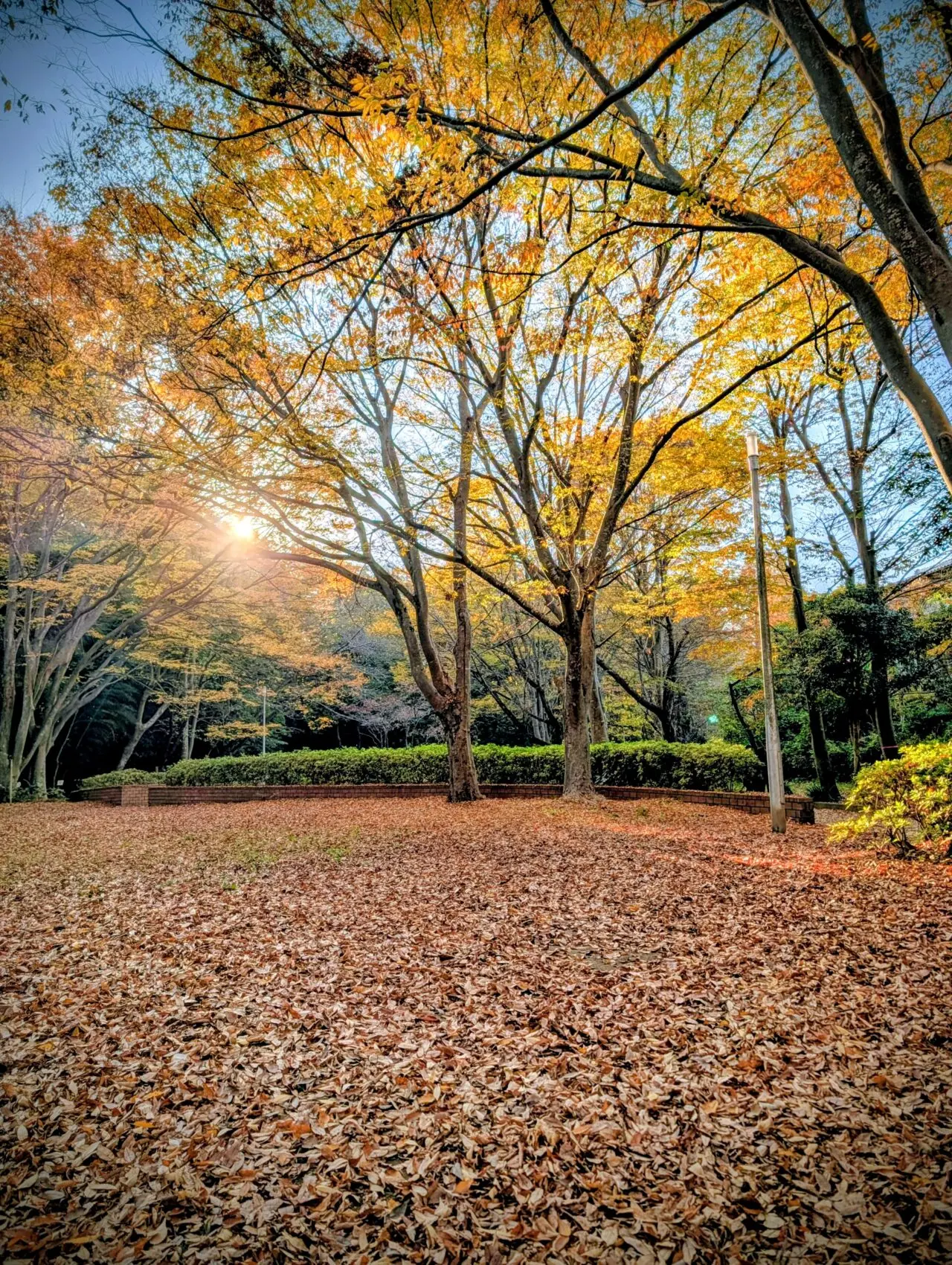 貝柄山公園紅葉2025_紅葉2