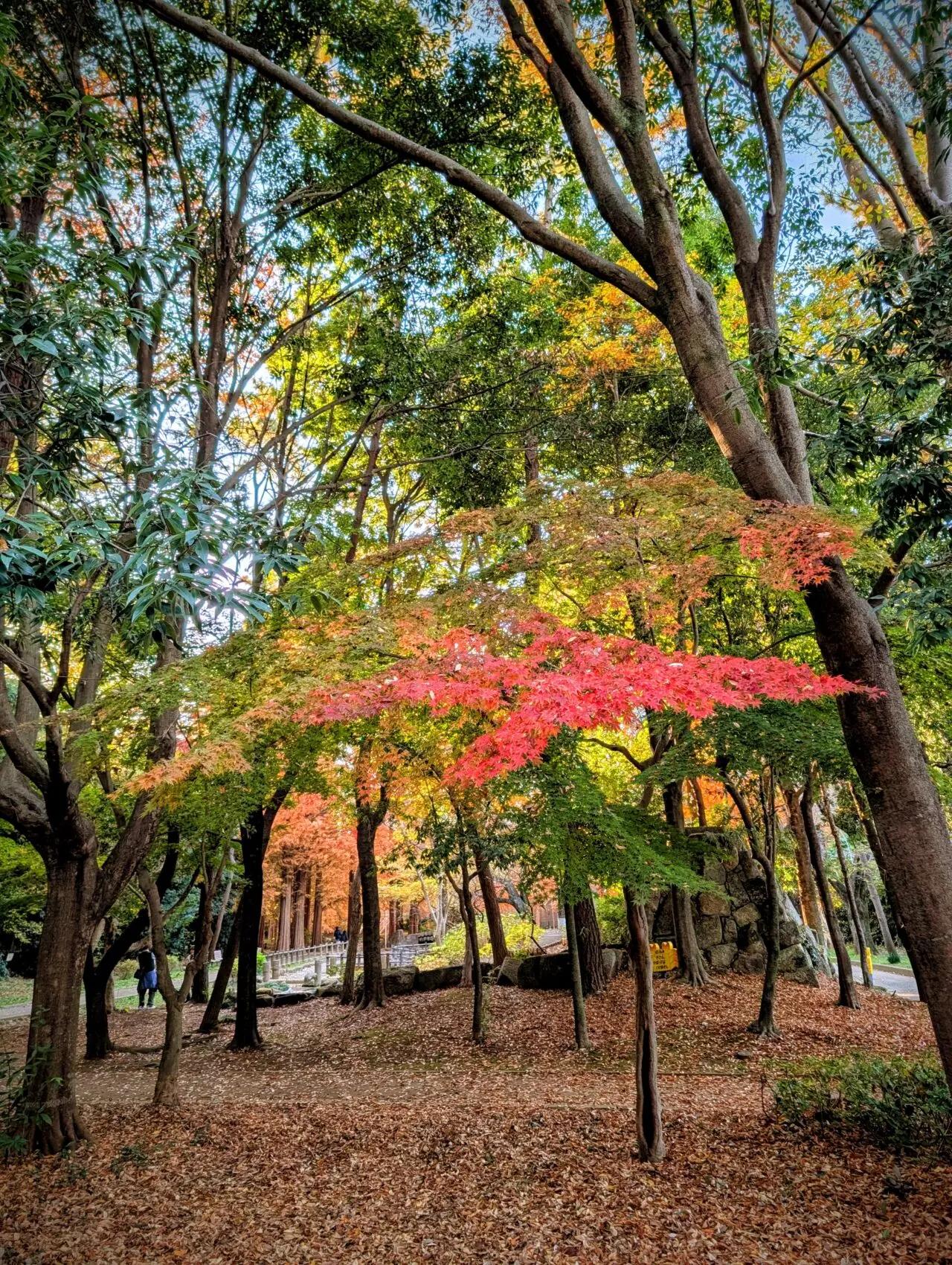 貝柄山公園紅葉2025_紅葉3