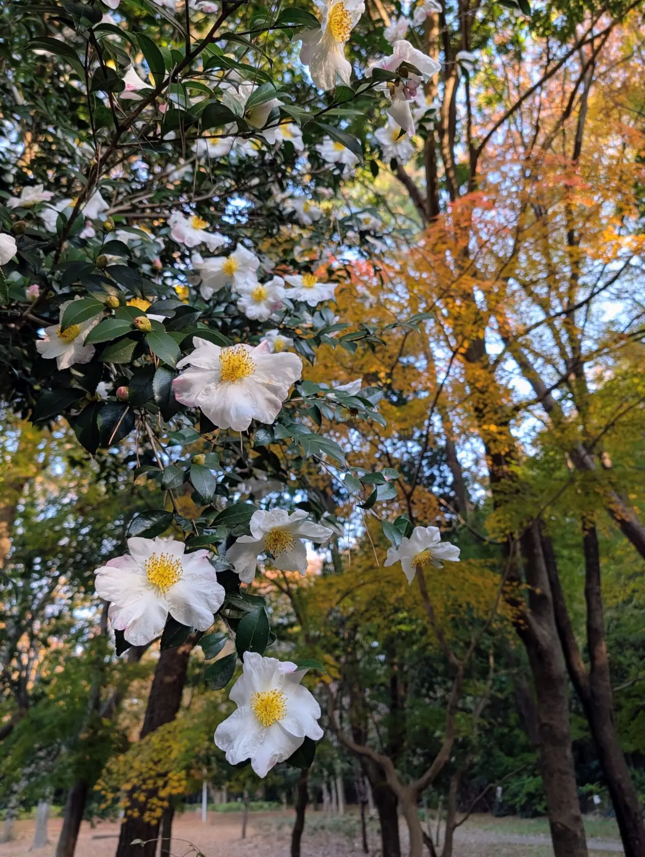 貝柄山公園紅葉2025_紅葉4