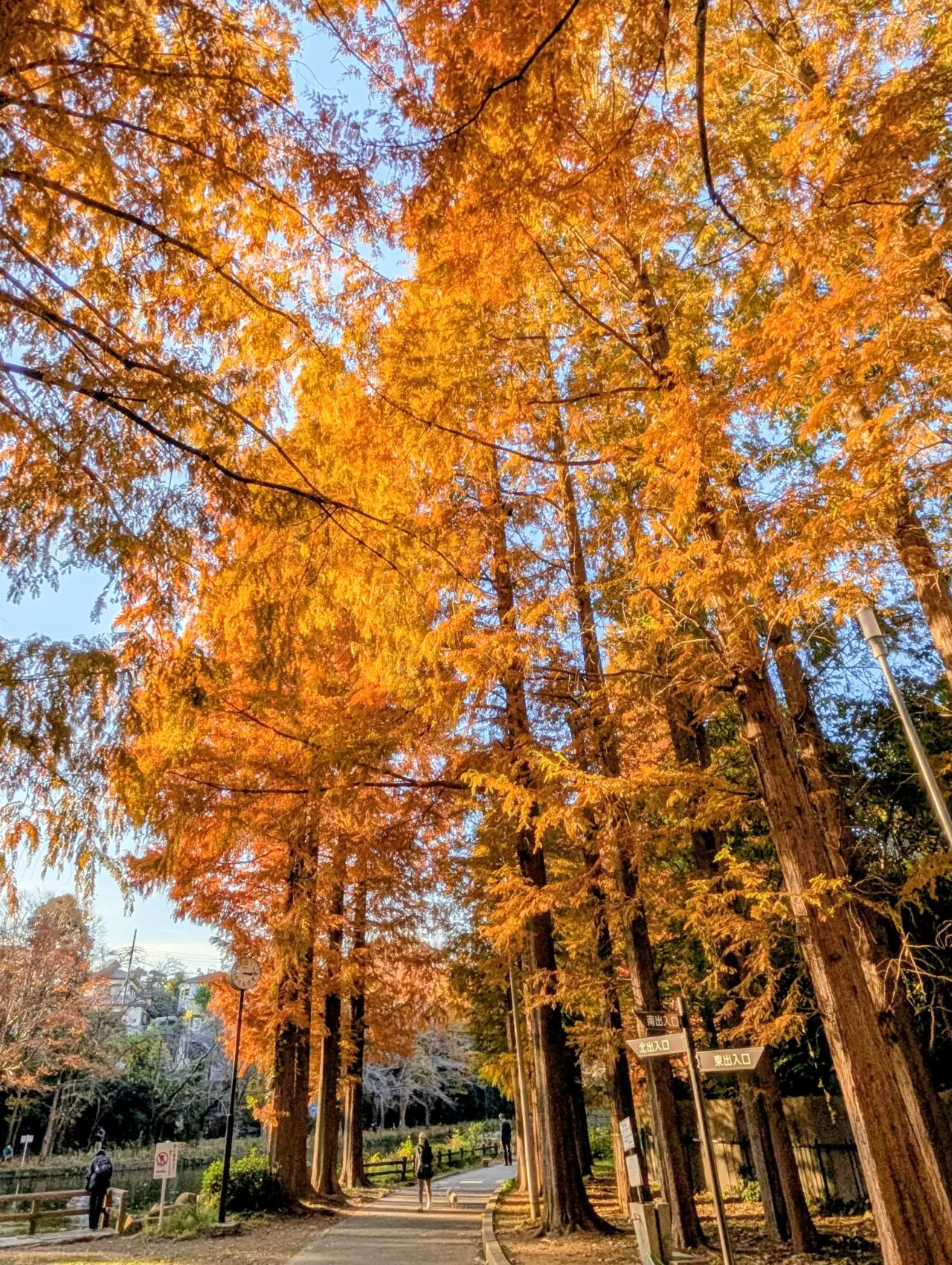 貝柄山公園紅葉2025_紅葉5