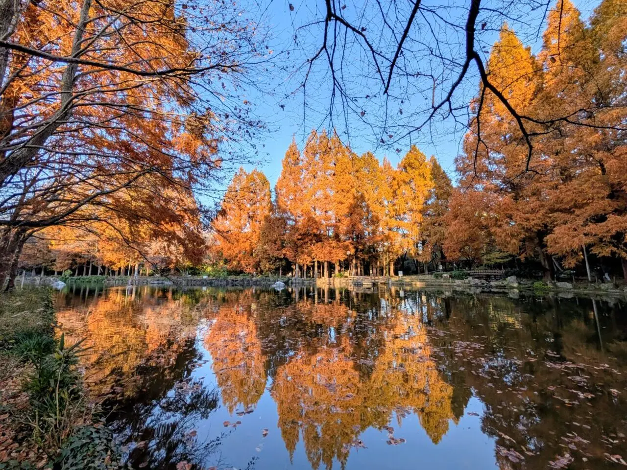 貝柄山公園紅葉2025_紅葉７