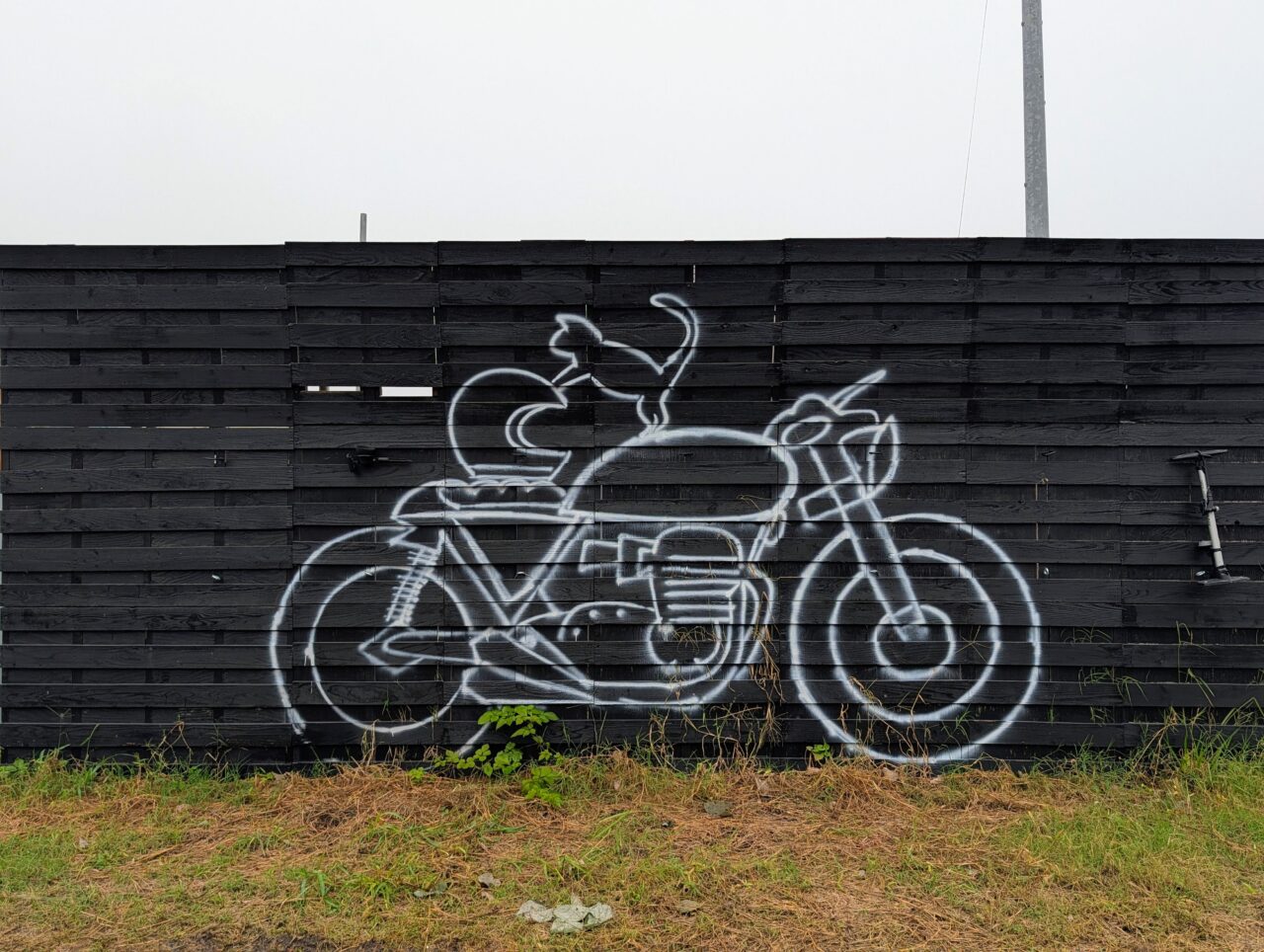 レモネード_猫１