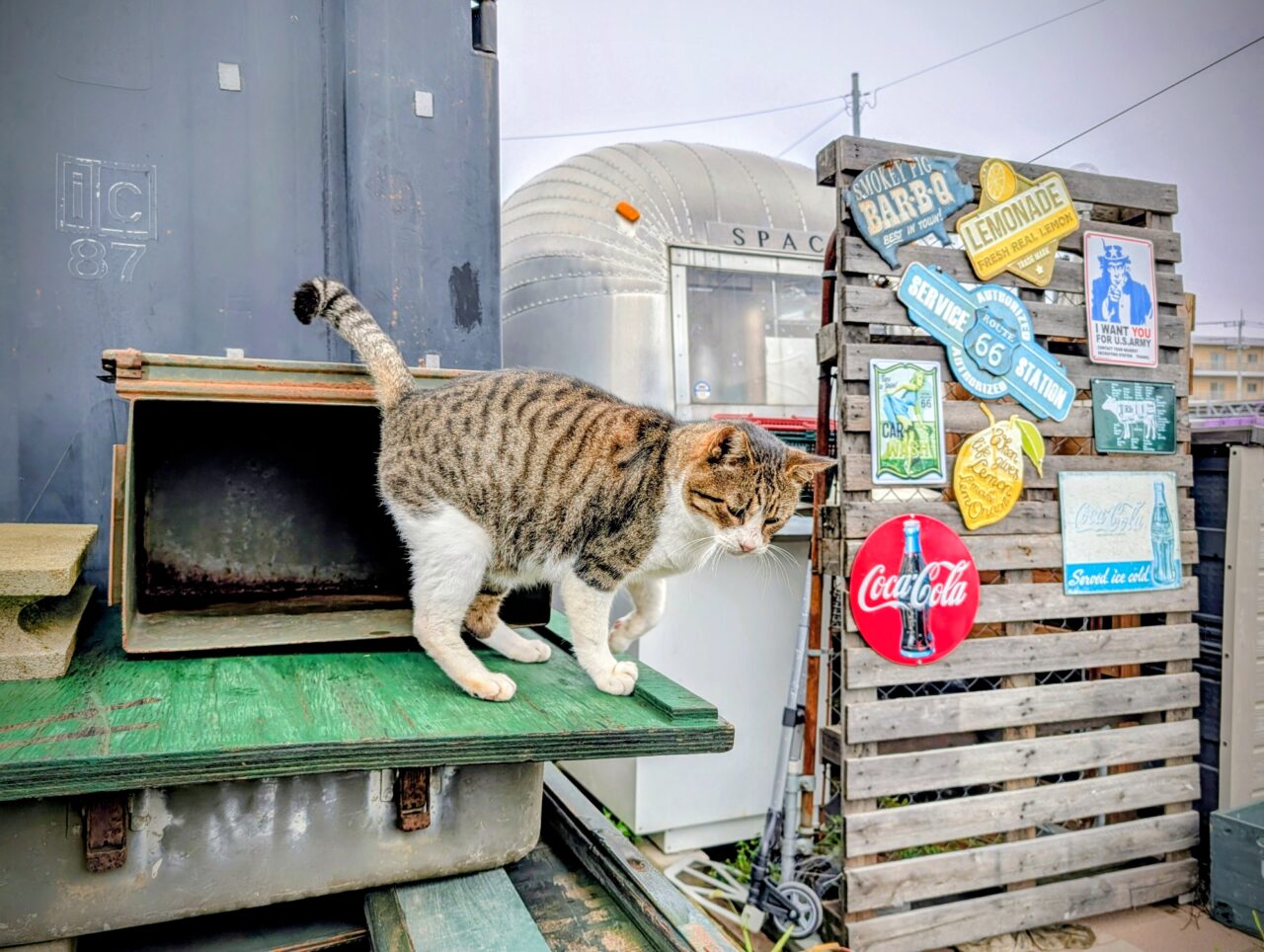 レモネード_猫２