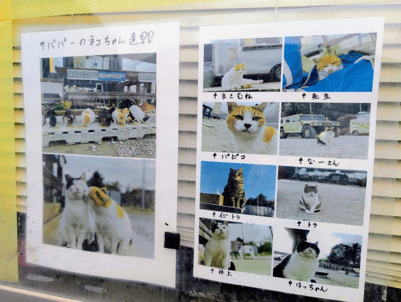 レモネード_猫３