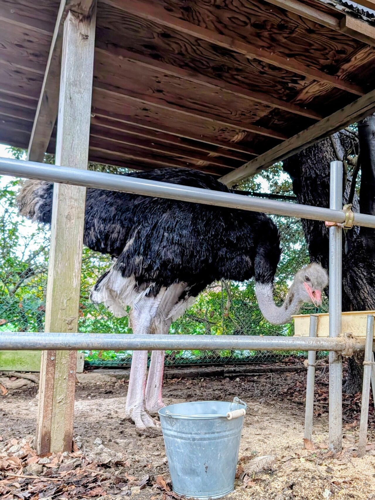 瀧水寺除夜の鐘2025_ダチョウ