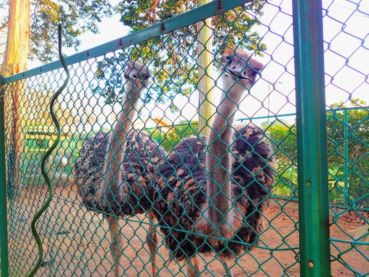 瀧水寺除夜の鐘2025_ダチョウヒナ