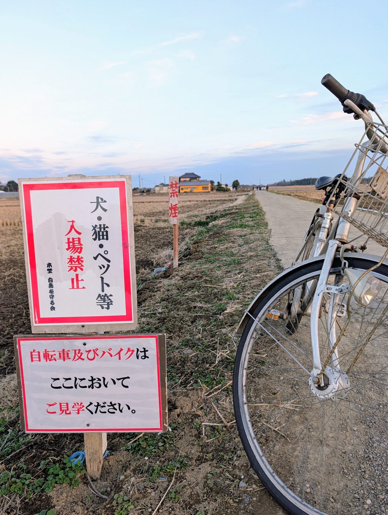 白鳥の郷2026年1月_白鳥１